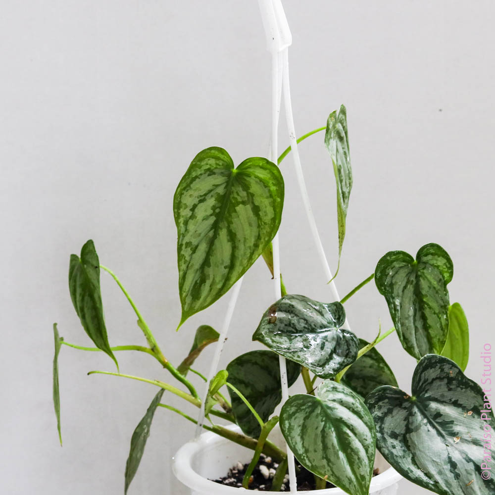 6in Philodendron Brandtianum