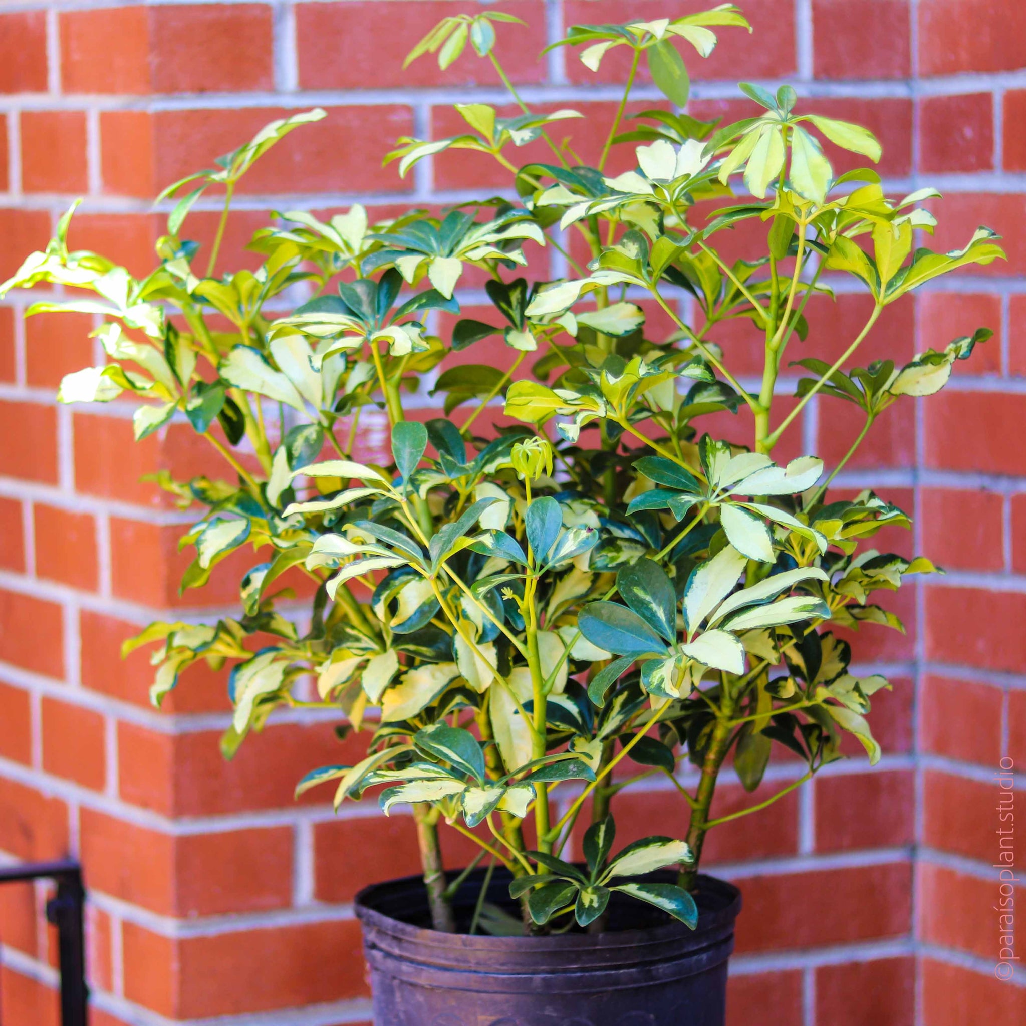 repotting schefflera arboricola 10in Schefflera Arboricola Variegated – Paraíso Plant Studio
