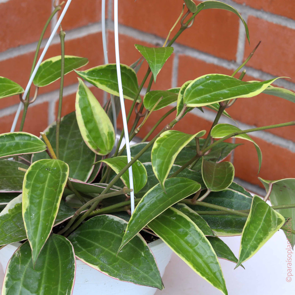 8in Hoya Macrophylla Variegated