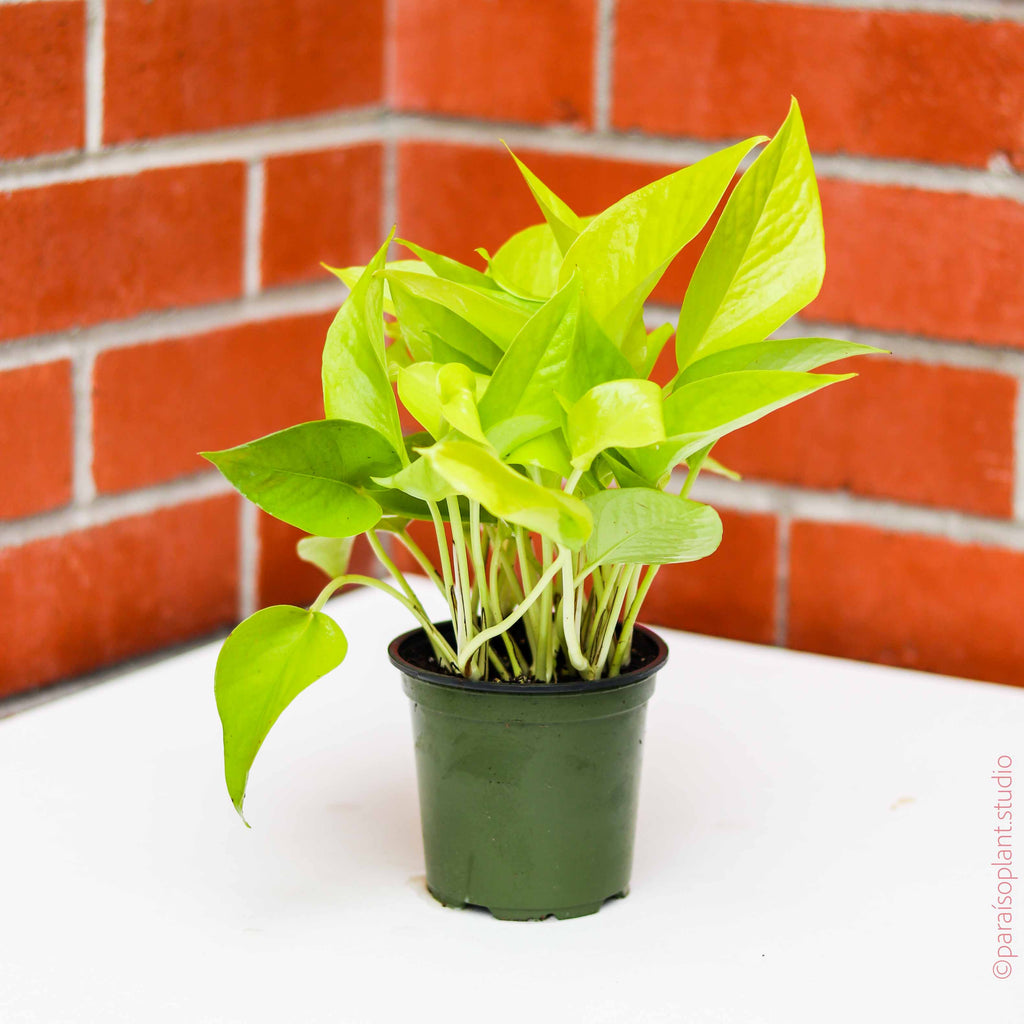 4in Pothos Neon in front of a brick wall.
