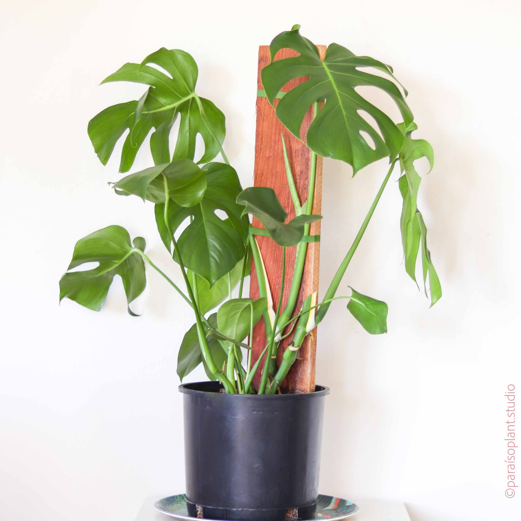 healthy monstera 10in Monstera Deliciosa – Paraíso Plant Studio