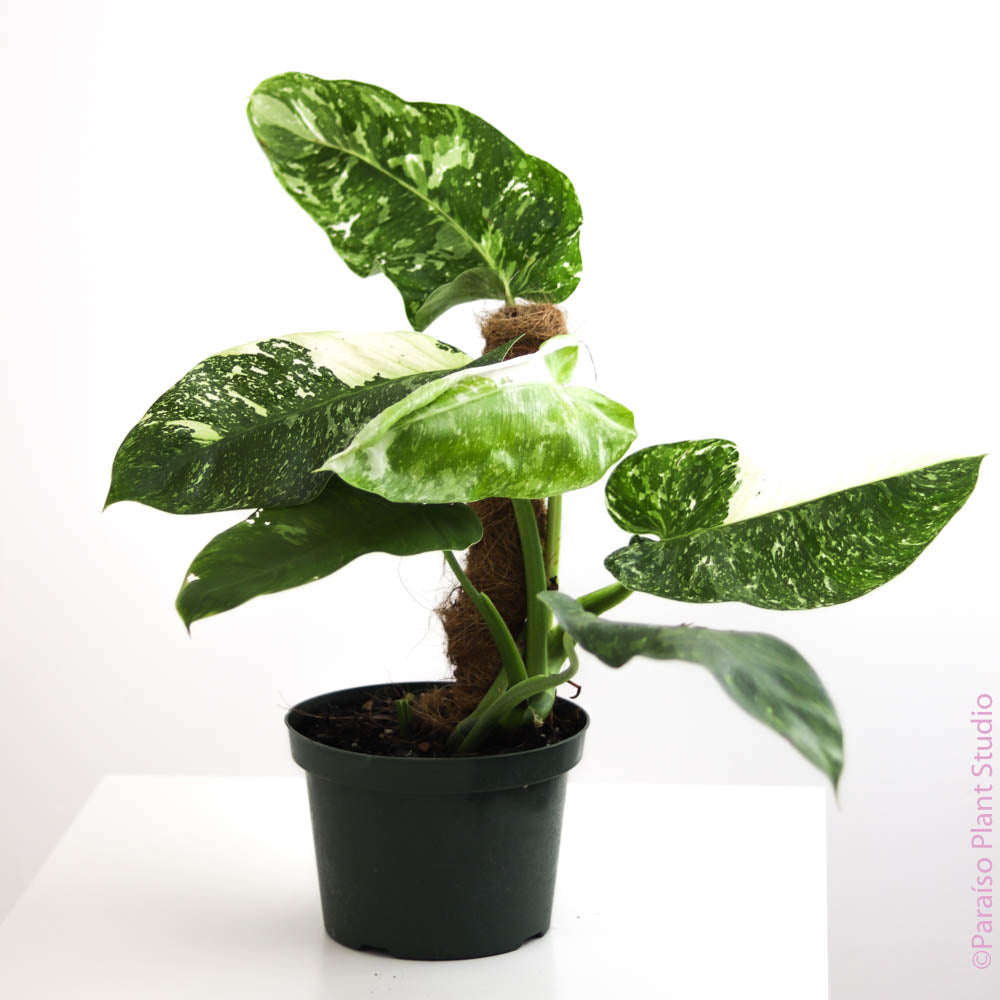 philodendron jose buono vs imbe 8in Philodendron Jose Buono