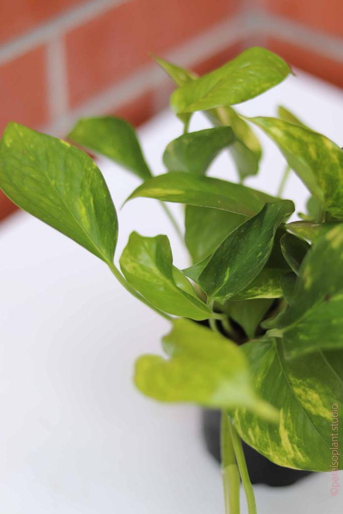 black lines on pothos stems Golden Pothos