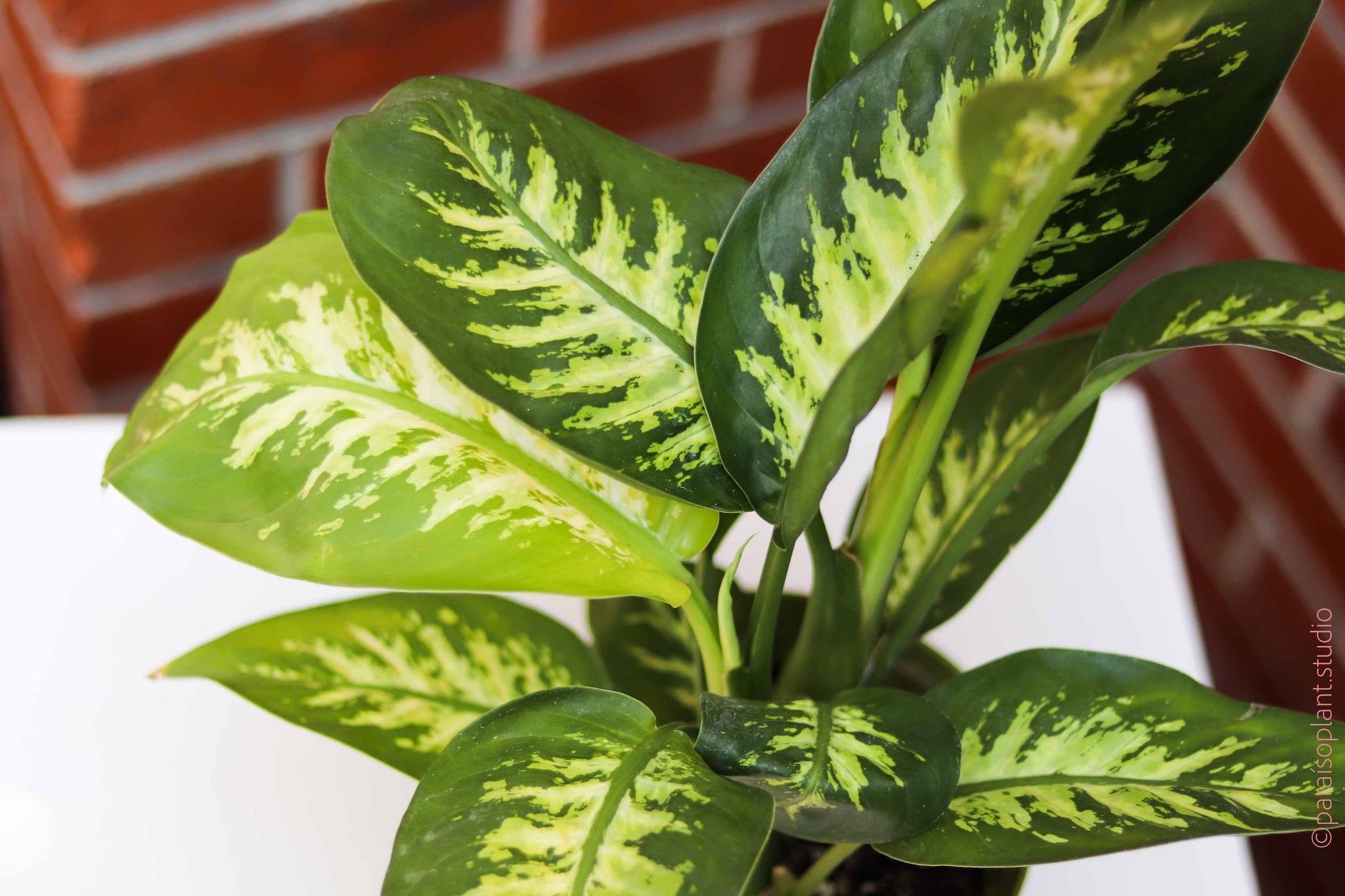 plante dieffenbachia 6in Dieffenbachia Tropic Snow – Paraíso Plant Studio