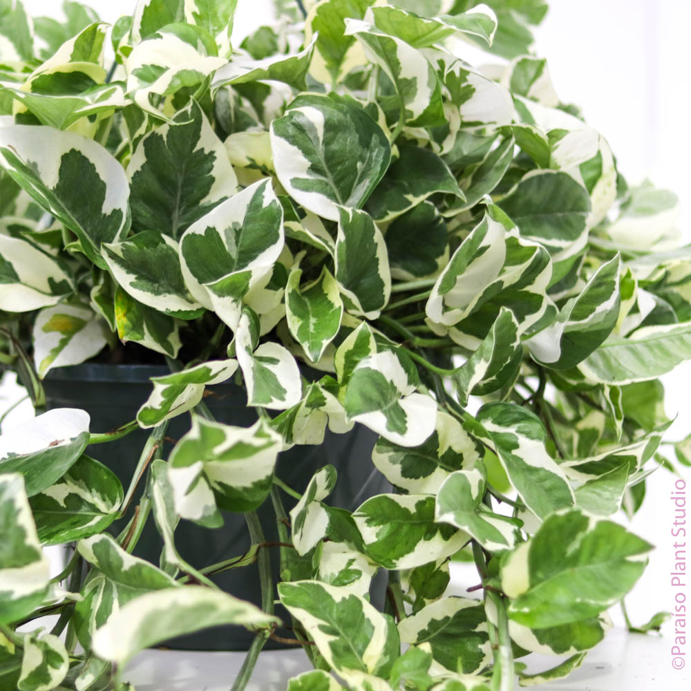 njoy philodendron 8in-10in Pothos NJoy