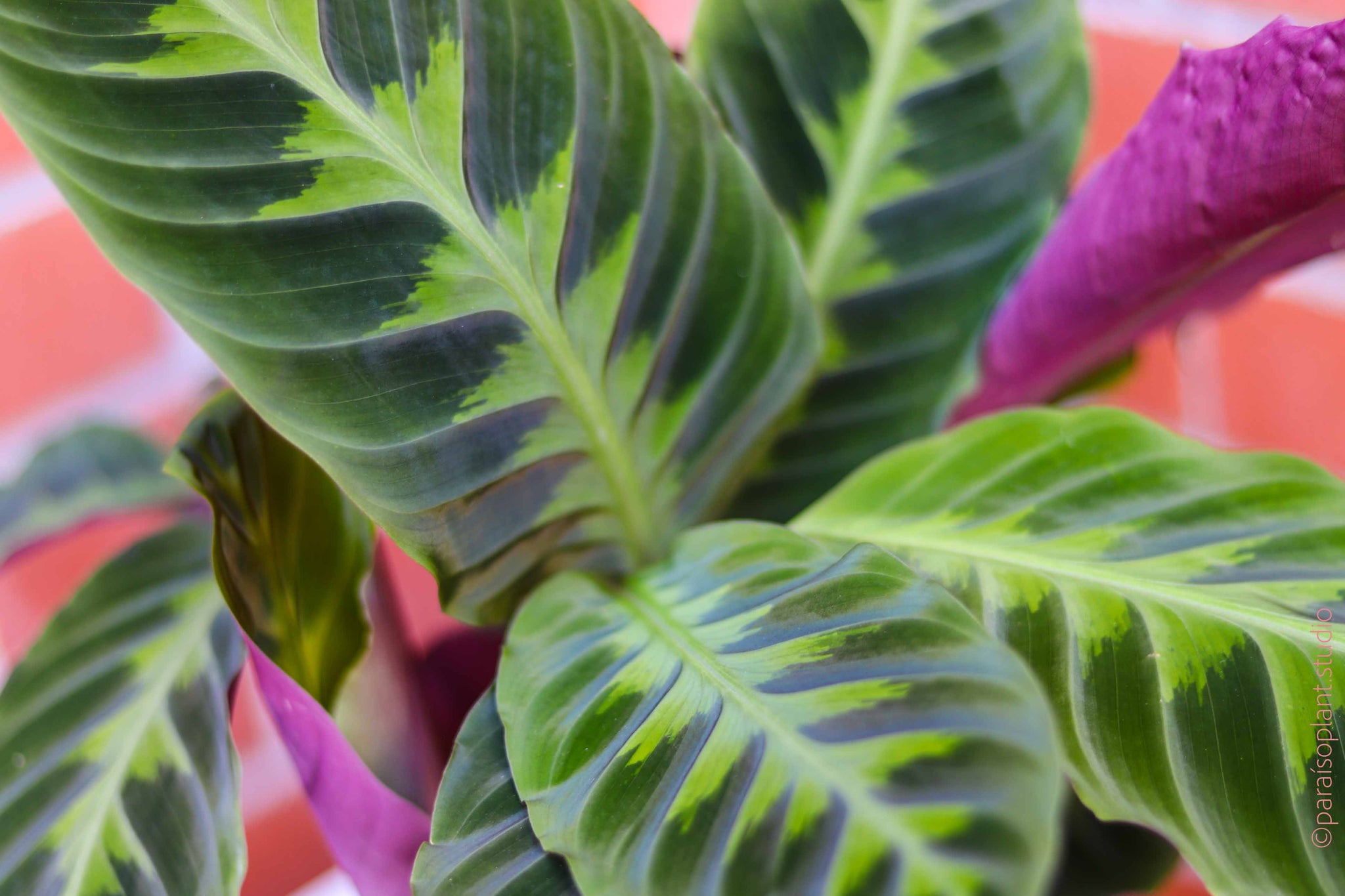 6in Calathea Warscewiczii – Paraíso Plant Studio