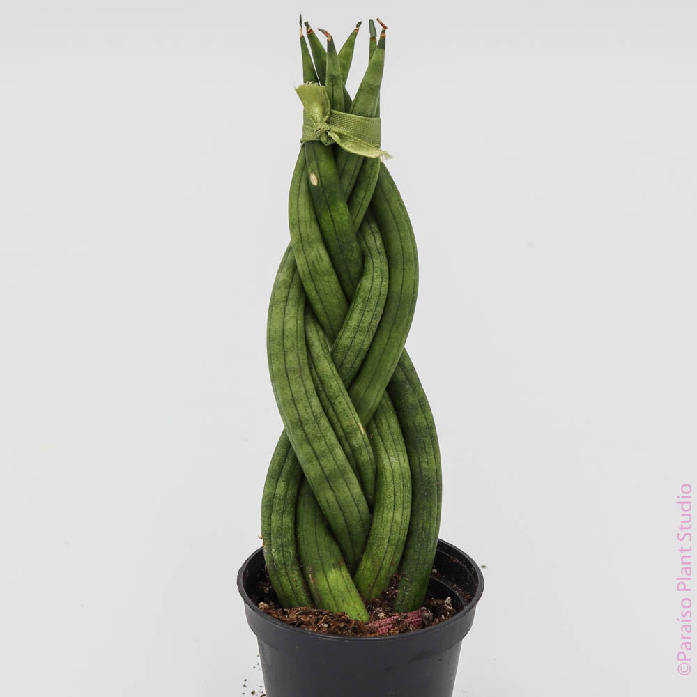 snake braid plant 2in Sansevieria Braid – Paraíso Plant Studio