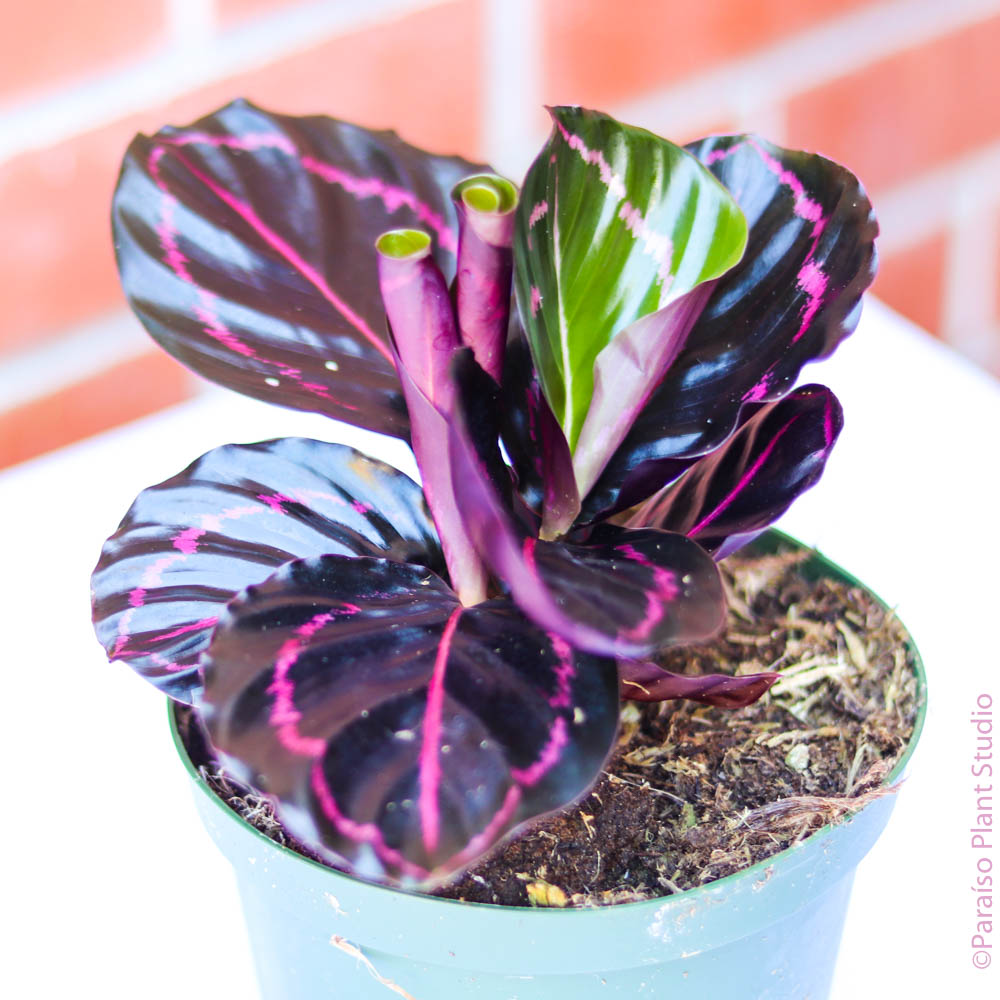 purple calathea prayer plant 6in-8in Calathea Dottie 6in