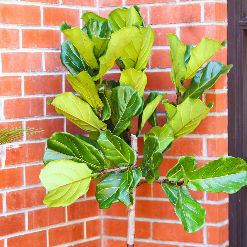 fiddle leaf fig standard 12in-14in Ficus Lyrata 'Fiddle Leaf Fig' Standard (Tree form) – Paraíso Plant Studio