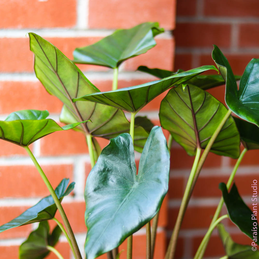 sumo elephant ear plant 10in Alocasia Sumo – Paraíso Plant Studio