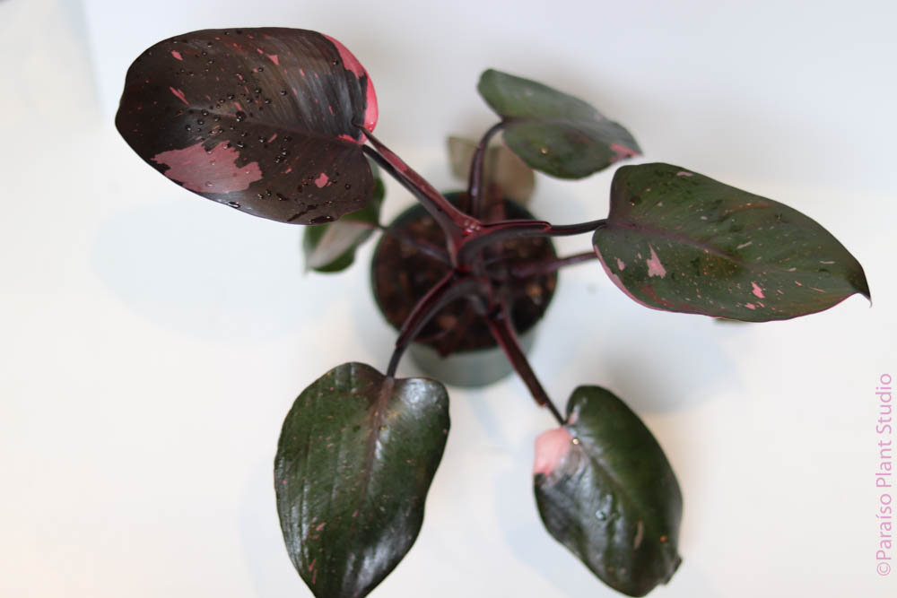 3in-6in Philodendron Pink Princess
