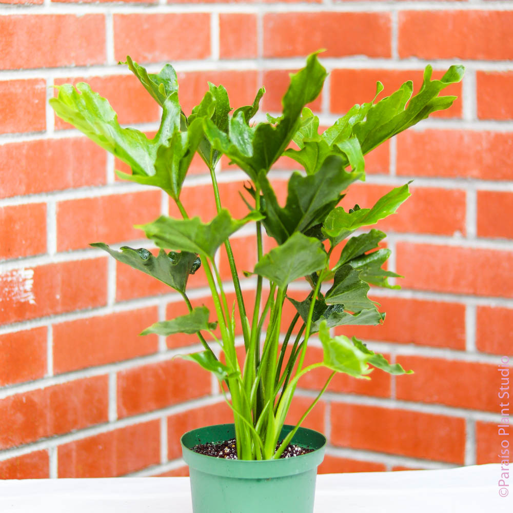 6in Philodendron Selloum