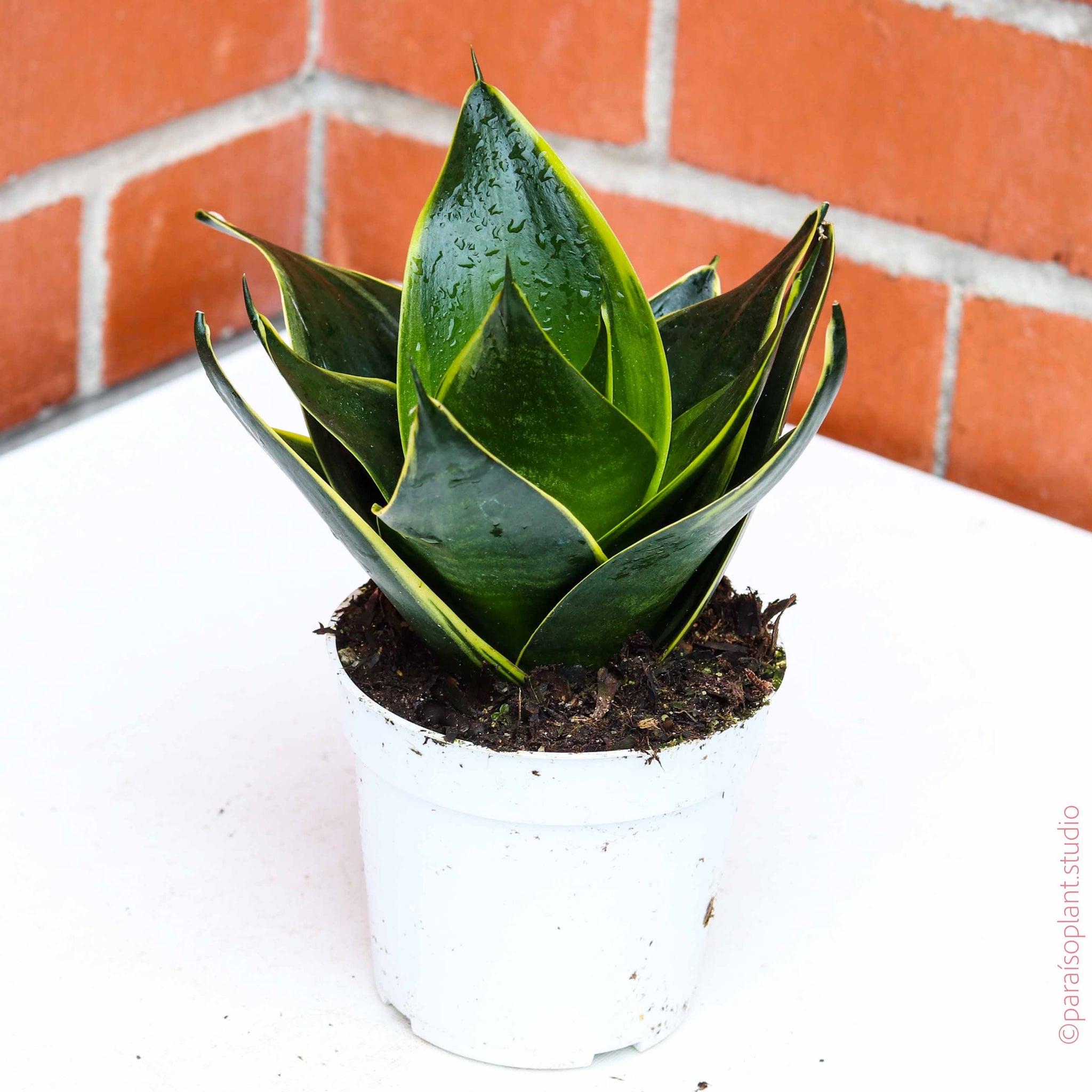 potting snake plant stars 4in Sansevieria Star Power