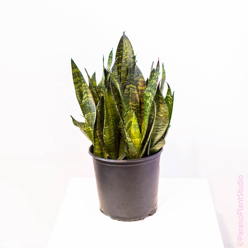 futura robusta snake plant care 10in Sansevieria Futura Robusta