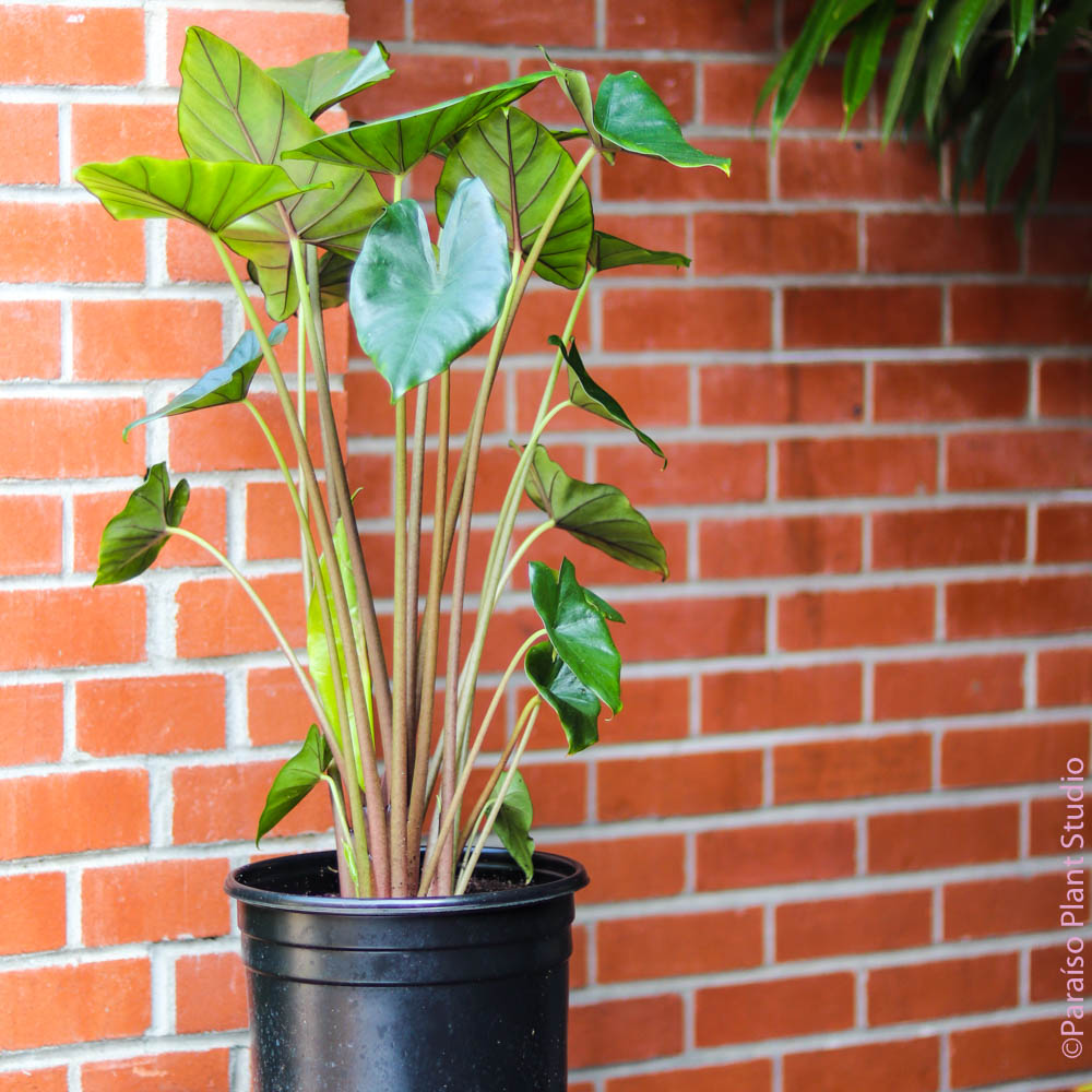 sumo elephant ear plant 10in Alocasia Sumo – Paraíso Plant Studio