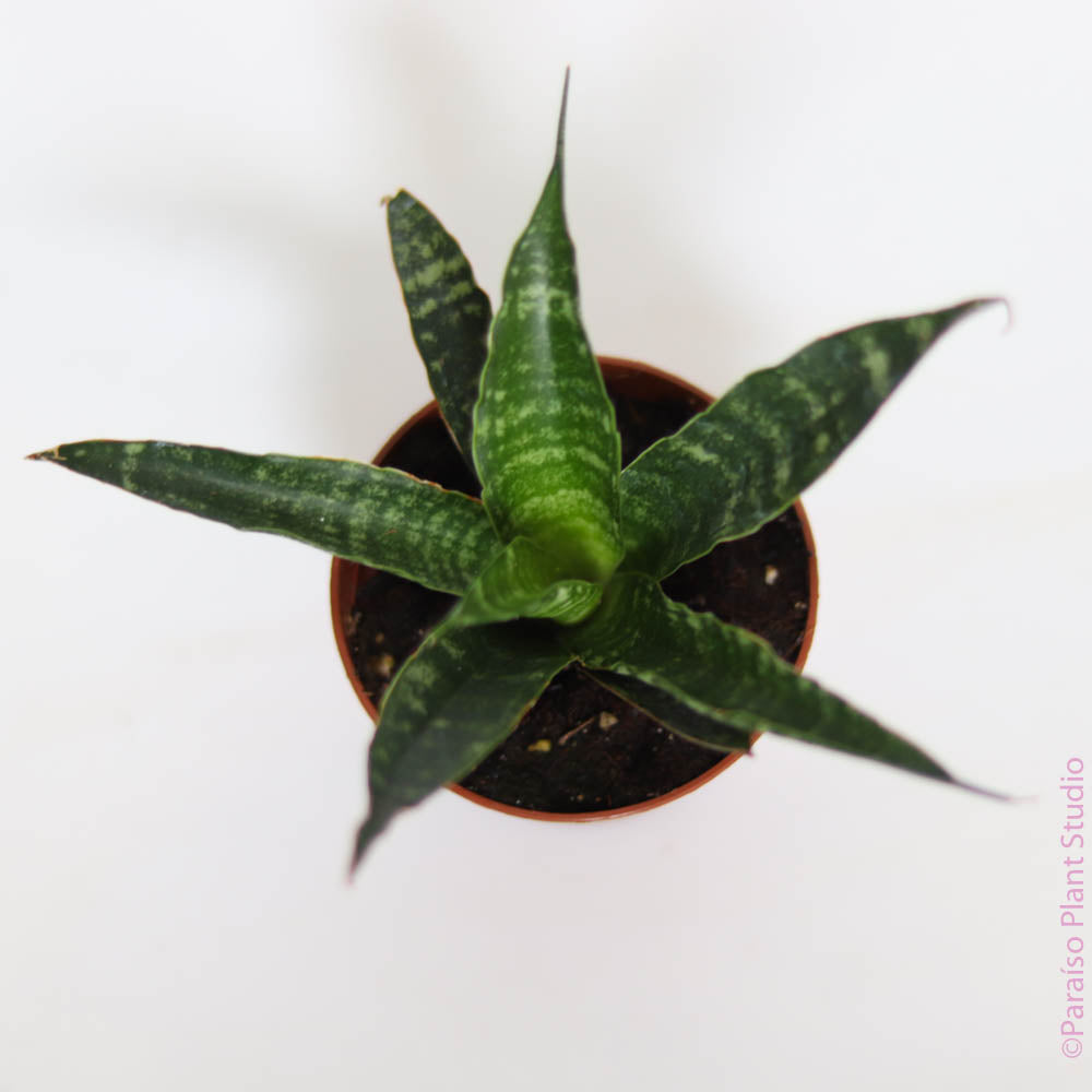 sansevieria tiger star 2in Sansevieria Tiger – Paraíso Plant Studio