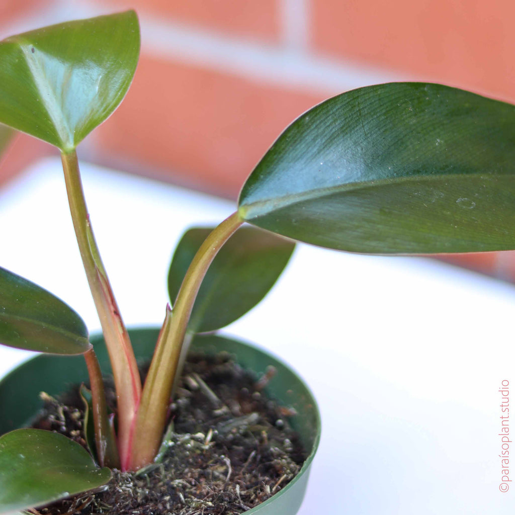 philodendron congo rojo light Philodendron 'Congo Rojo' 4" Pot