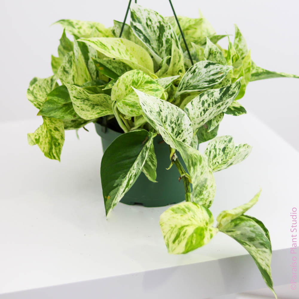 snow queen pothos marble queen 6in Snow Queen Pothos – Paraíso Plant Studio
