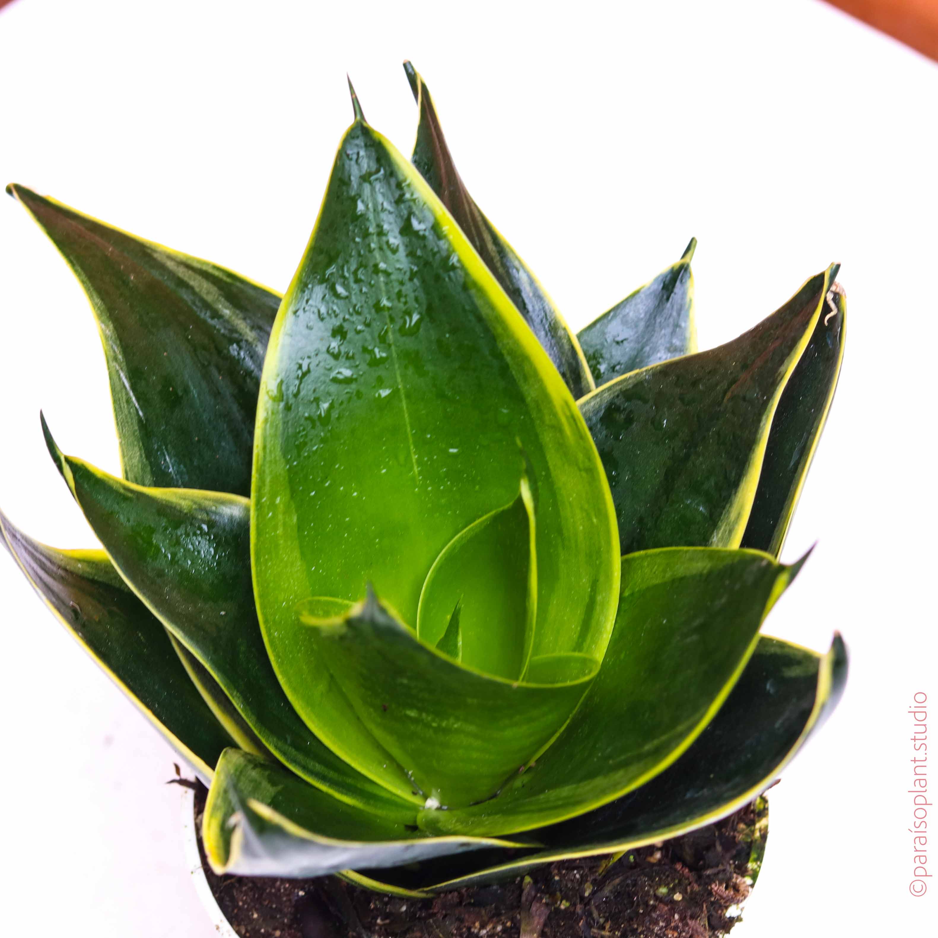 POWERS TO FLOWERS - SANSEVERIA STAR CANARY IN VASO CERAMICA BIANCO, pianta vera POWERS TO FLOWERS - SANSEVERIA STAR CANARY IN VASO CERAMICA BIANCO, pianta vera