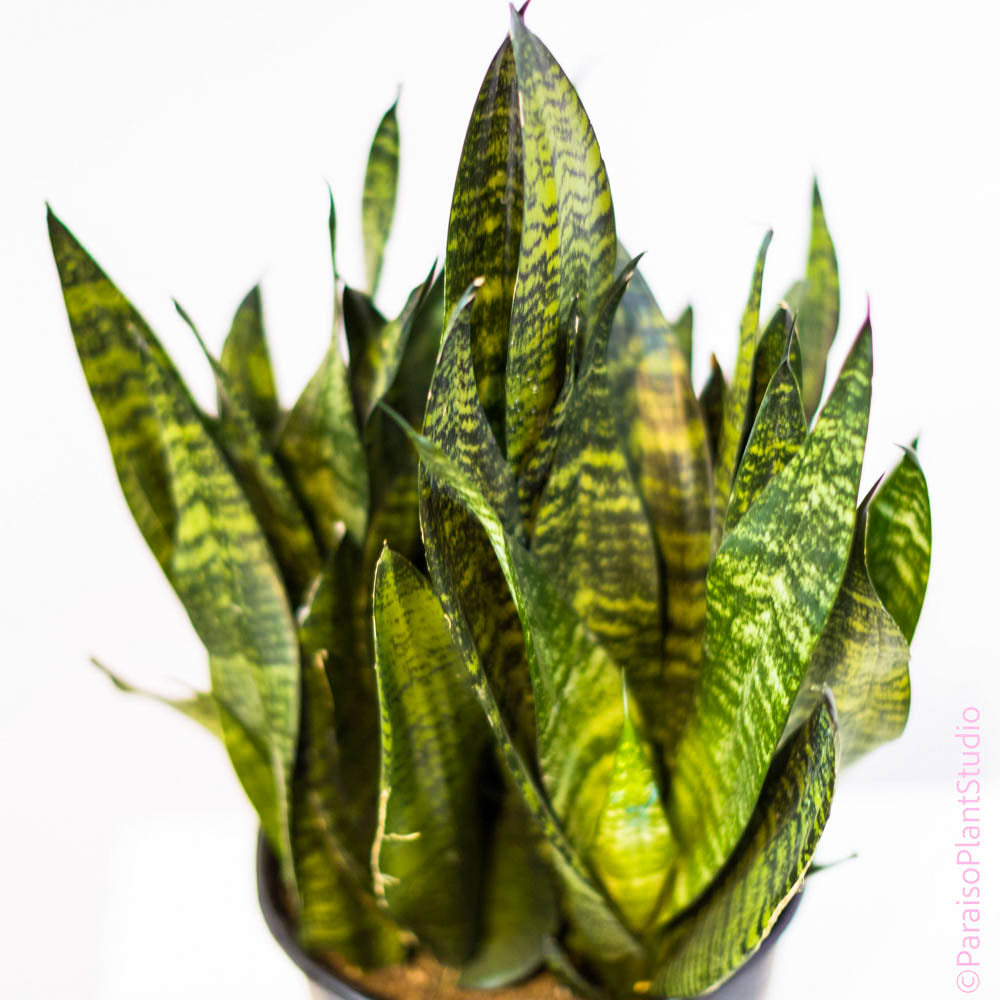 sansevieria trifasciata futura robusta 10in Sansevieria Futura Robusta – Paraíso Plant Studio