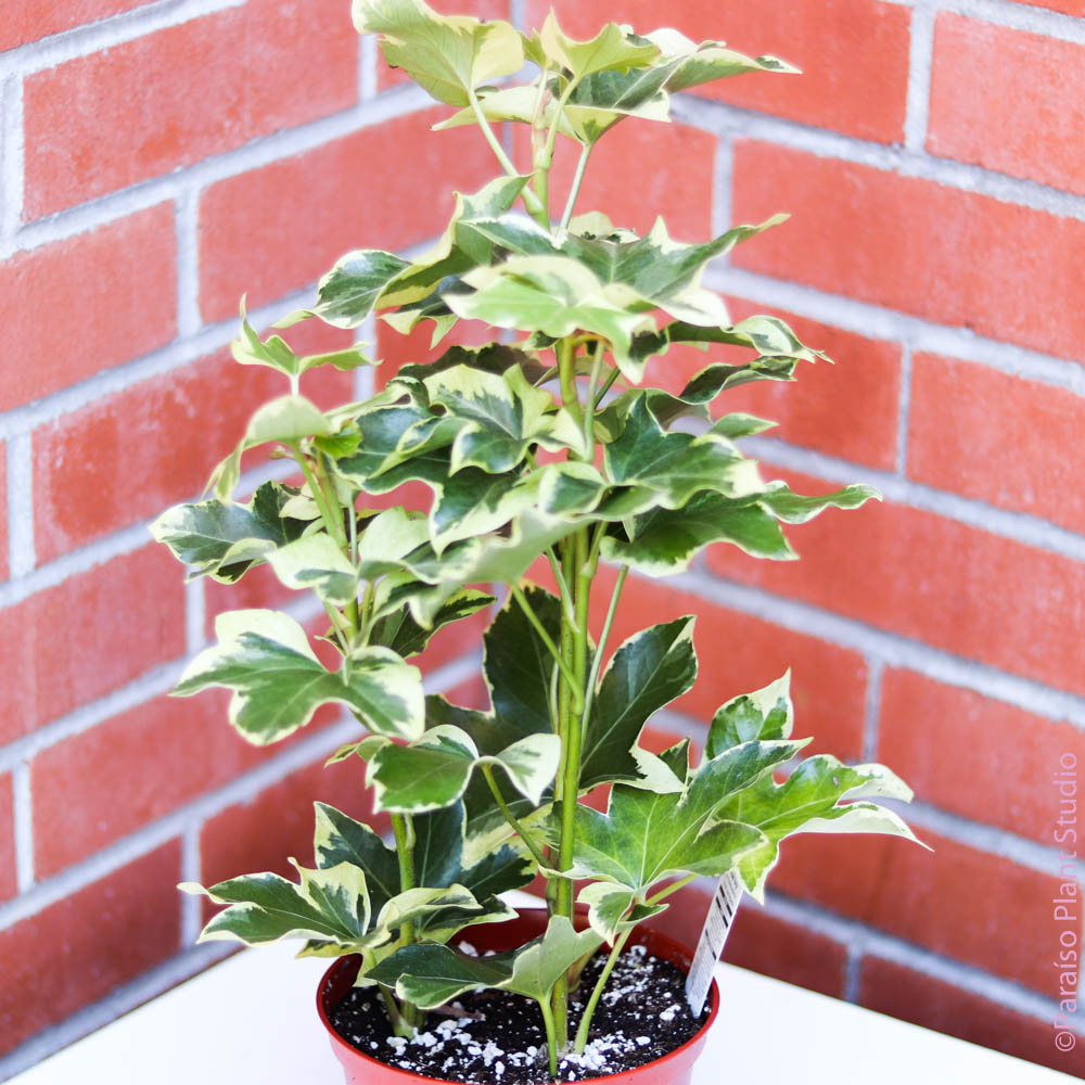 ivy tree house plant 6in Variegated Tree Ivy