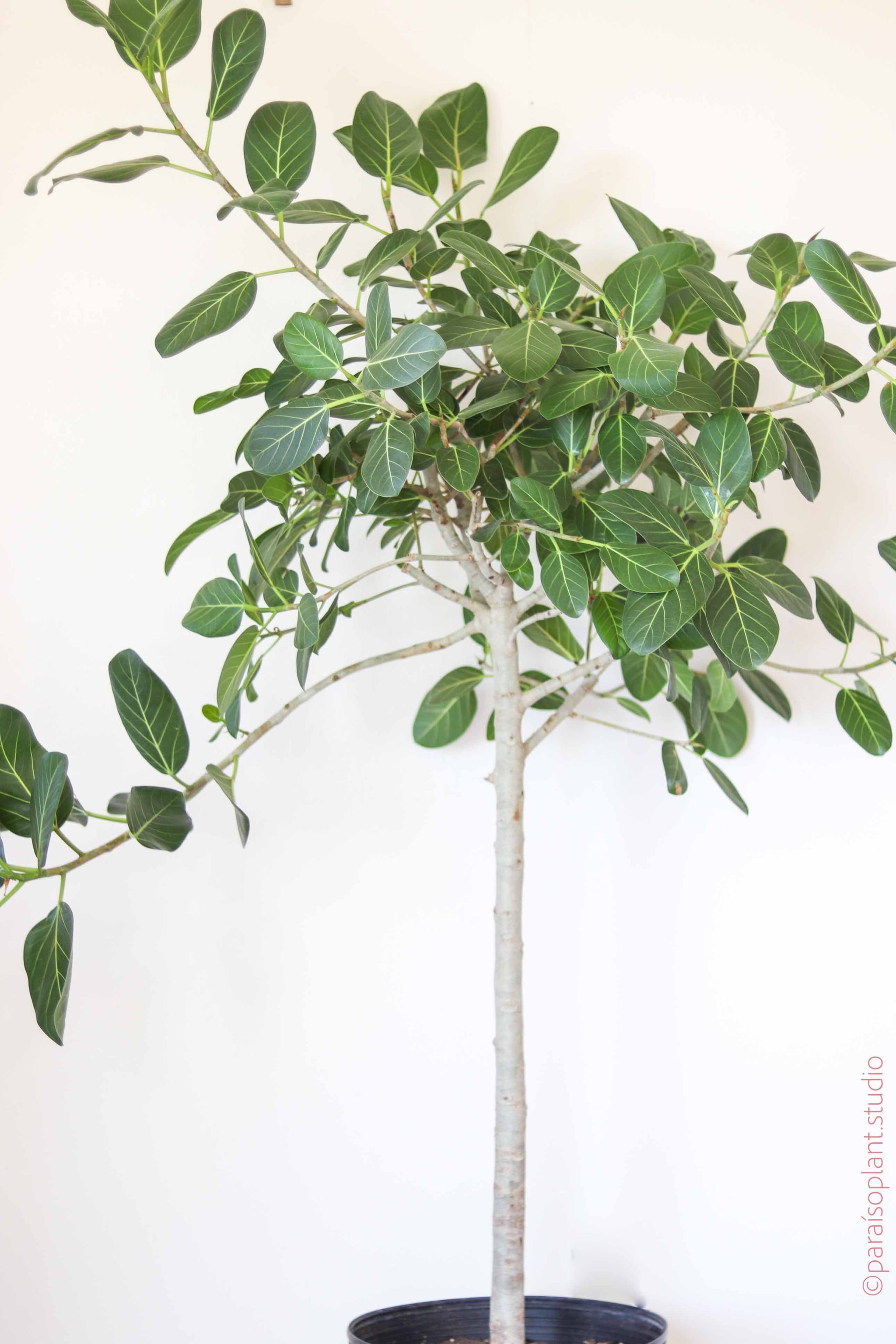 ficus audrey near me 14in Ficus Audrey Standard