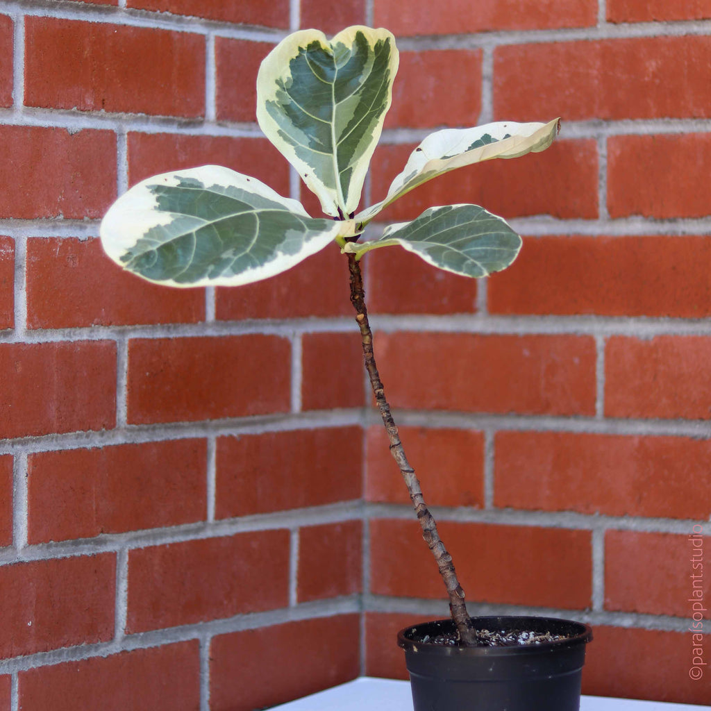 6in Ficus Lyrata Variegata 'Fiddle Leaf Fig'