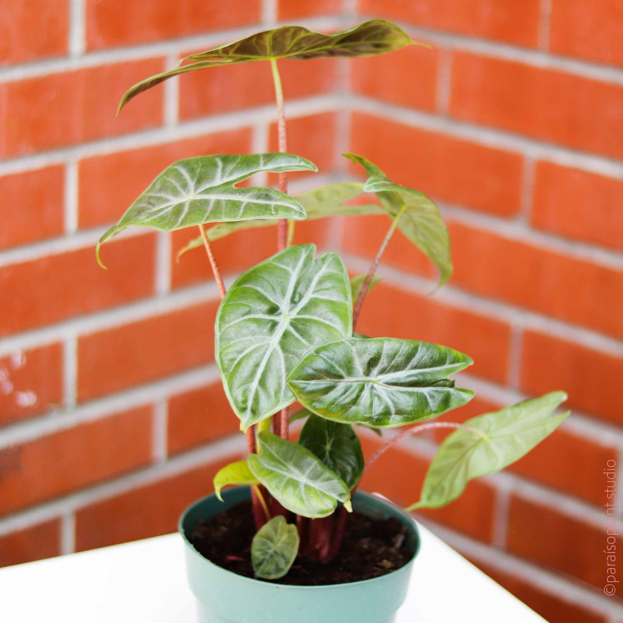 ivory house plant 6in Alocasia 'Ivory Coast' – Paraíso Plant Studio
