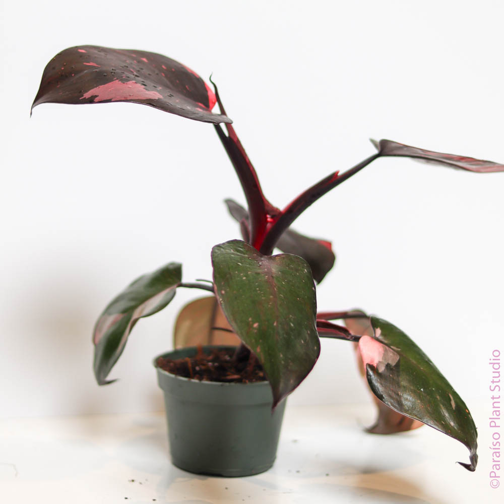 philodendron burgundy princess 3in-6in Philodendron Pink Princess – Paraíso Plant Studio