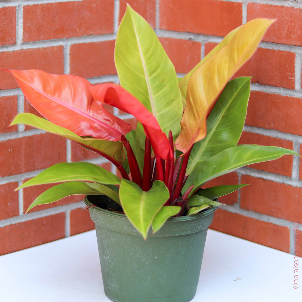 8in-10in Philodendron 'Prince of Orange'
