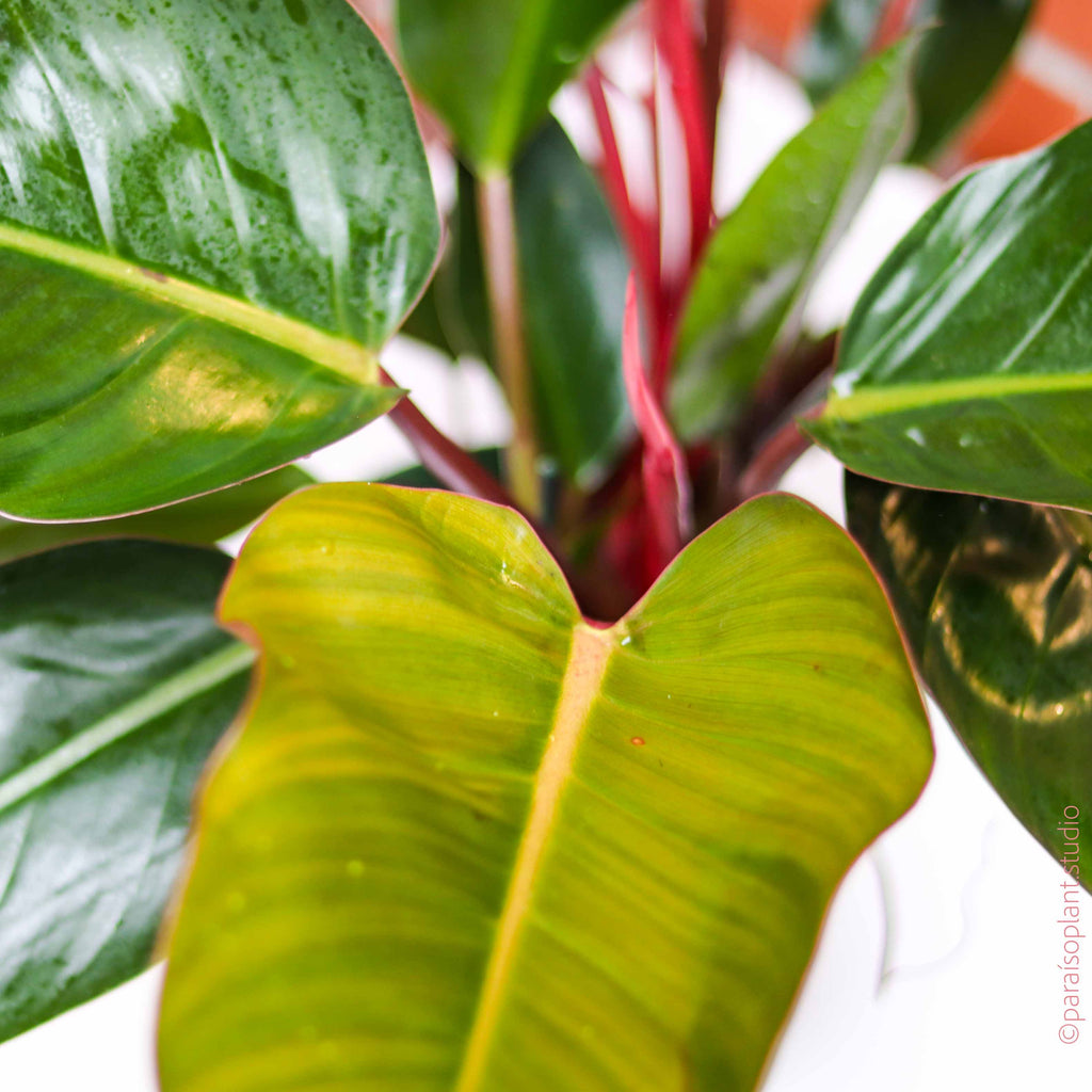 8in Philodendron Congo Rojo