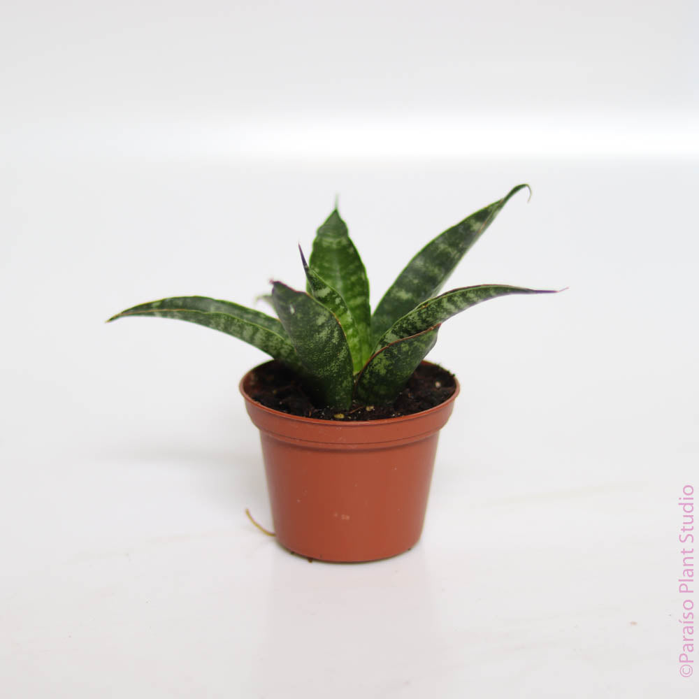tiger plant indoor 2in Sansevieria Tiger – Paraíso Plant Studio