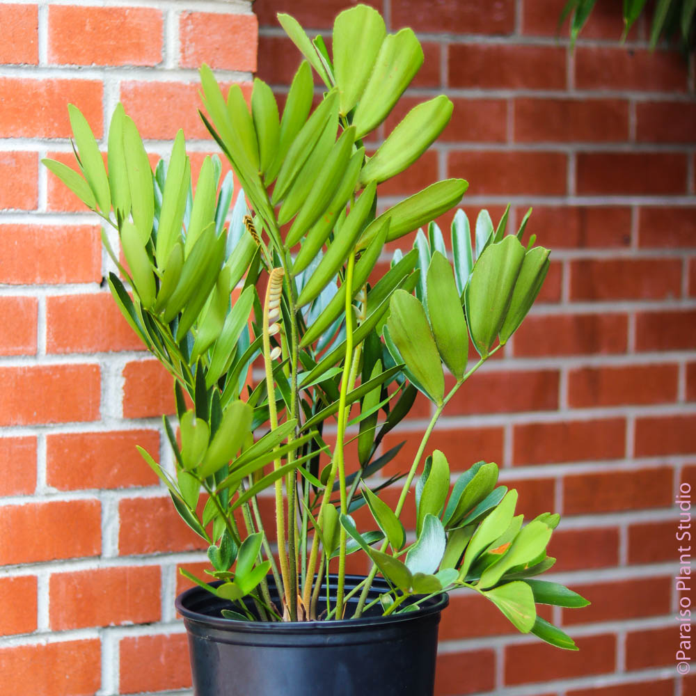 carboard zz plant 10in Cardboard Palm