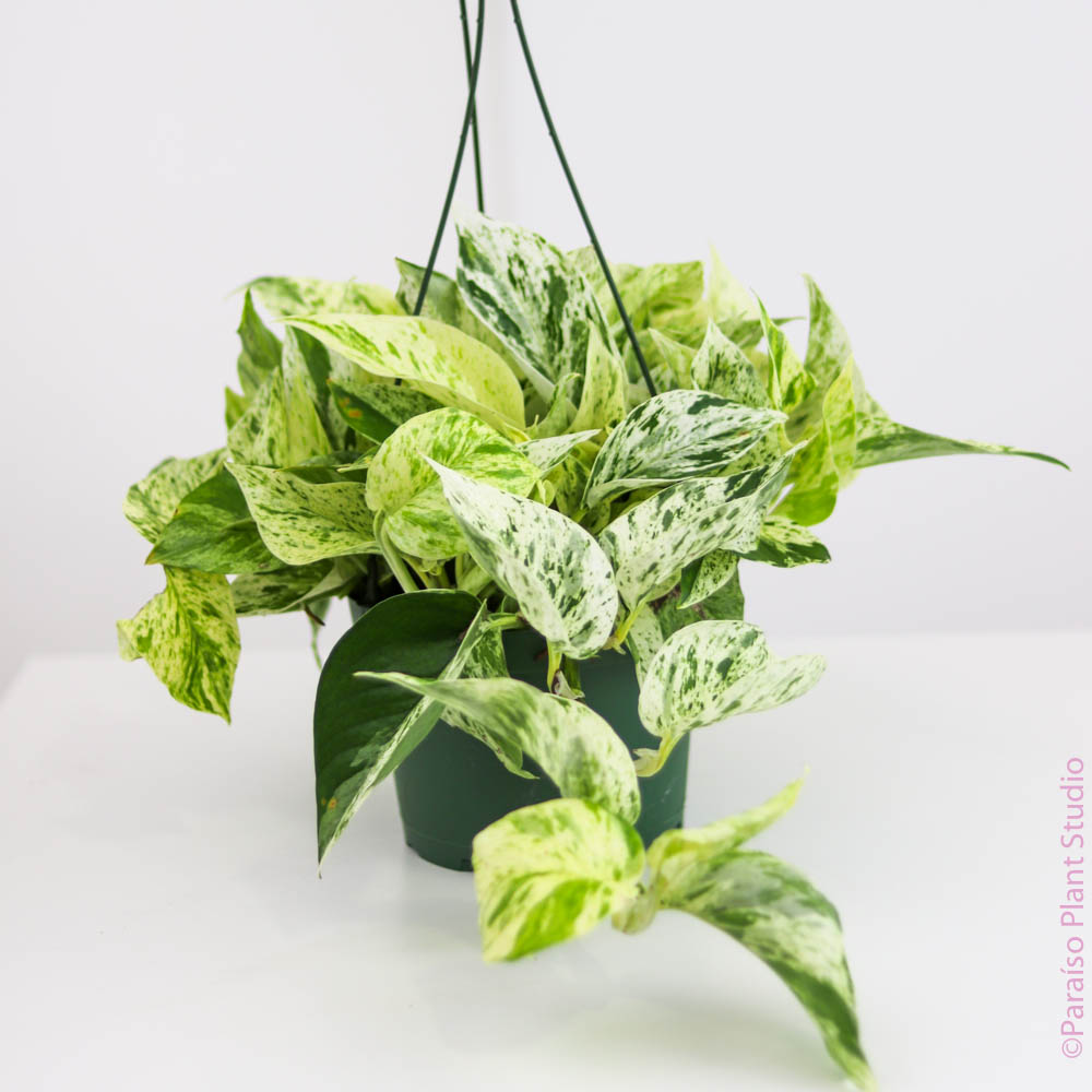 pothos froze 6in Snow Queen Pothos – Paraíso Plant Studio