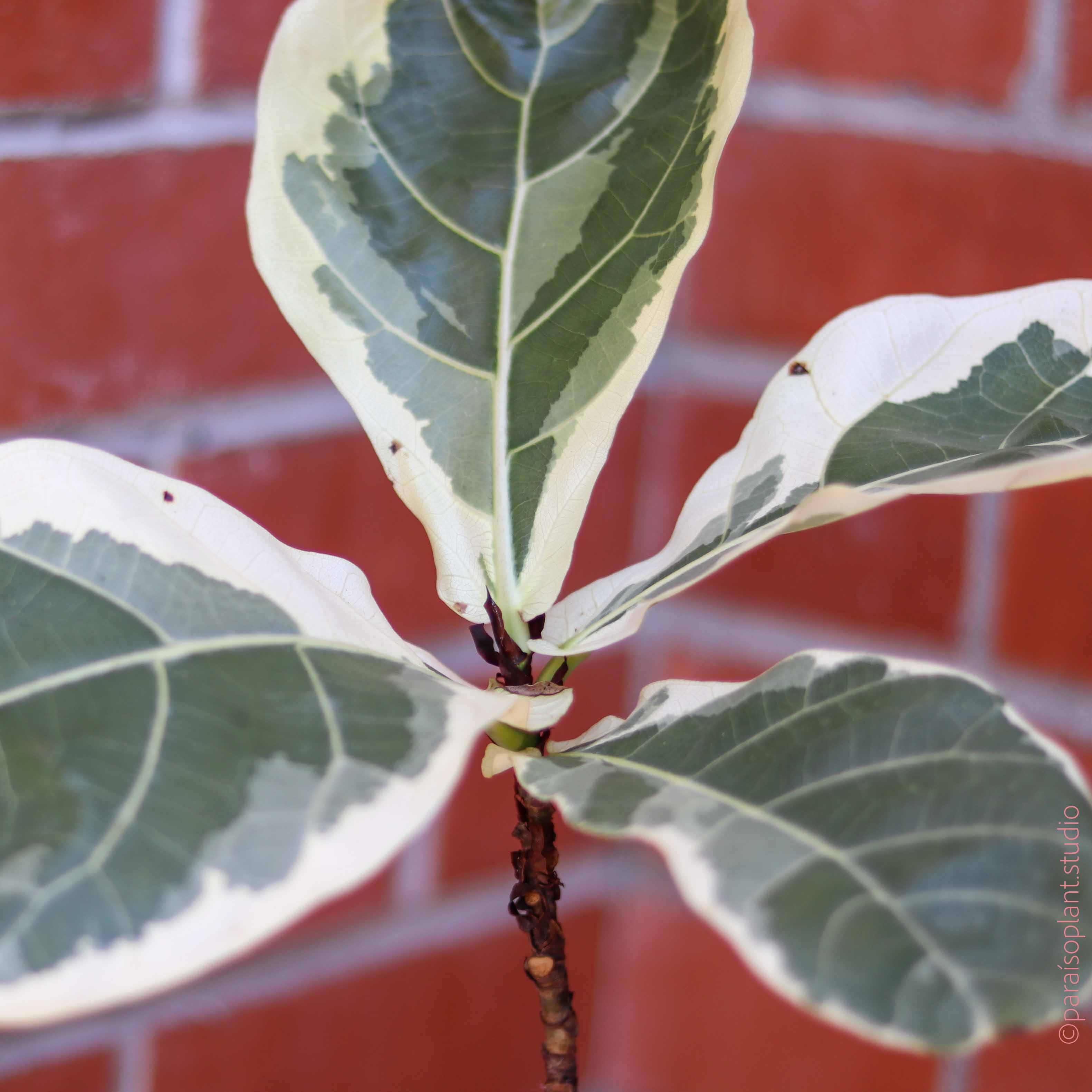 fiddle leaf fig tree variegated 6in Ficus Lyrata Variegata 'Fiddle Leaf Fig' – Paraíso Plant Studio
