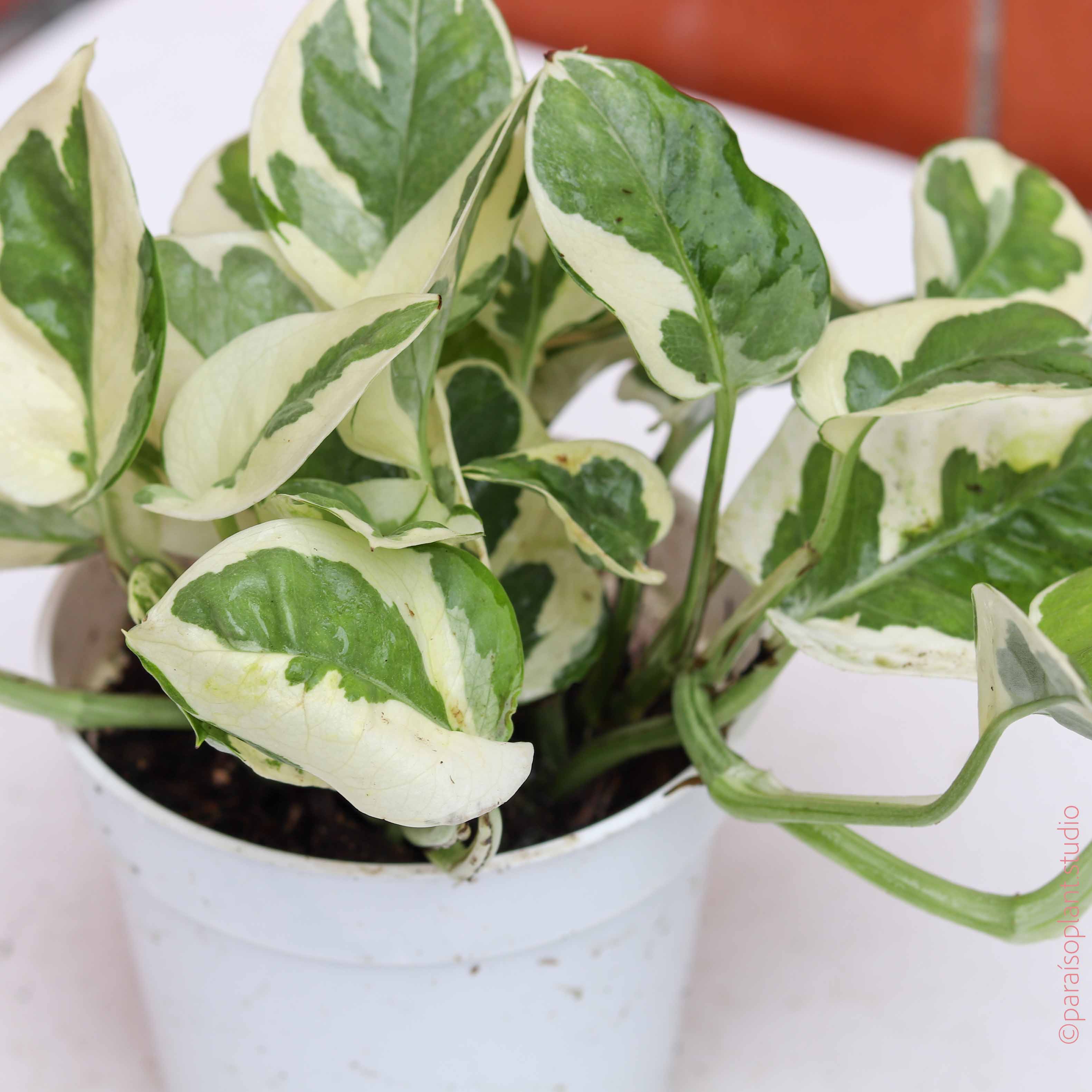 philodendron njoy 4in Pothos NJoy