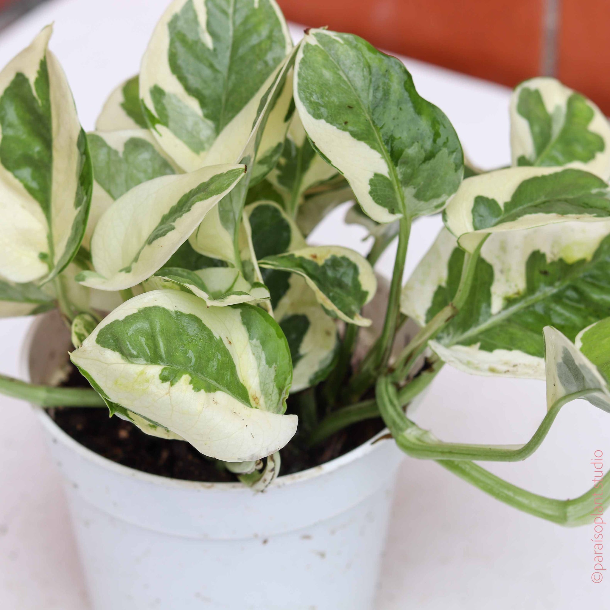 neem oil for pothos 4in Pothos NJoy – Paraíso Plant Studio