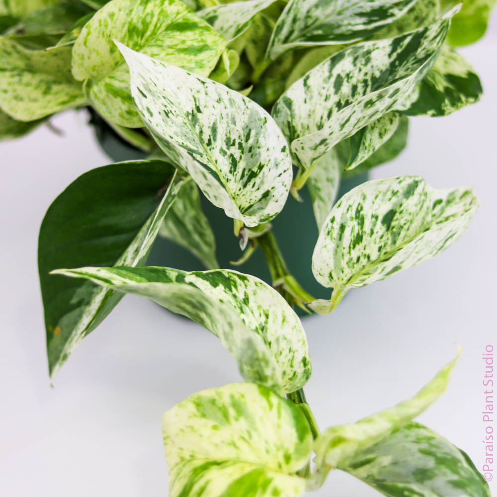 snow pothos plant 6in Snow Queen Pothos – Paraíso Plant Studio