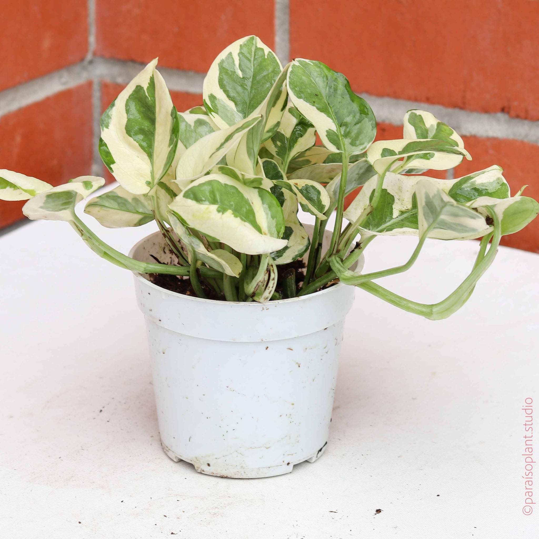Pothos 'N’Joy' – Trailing Variegated Indoor Plant for Easy Care & Display 4