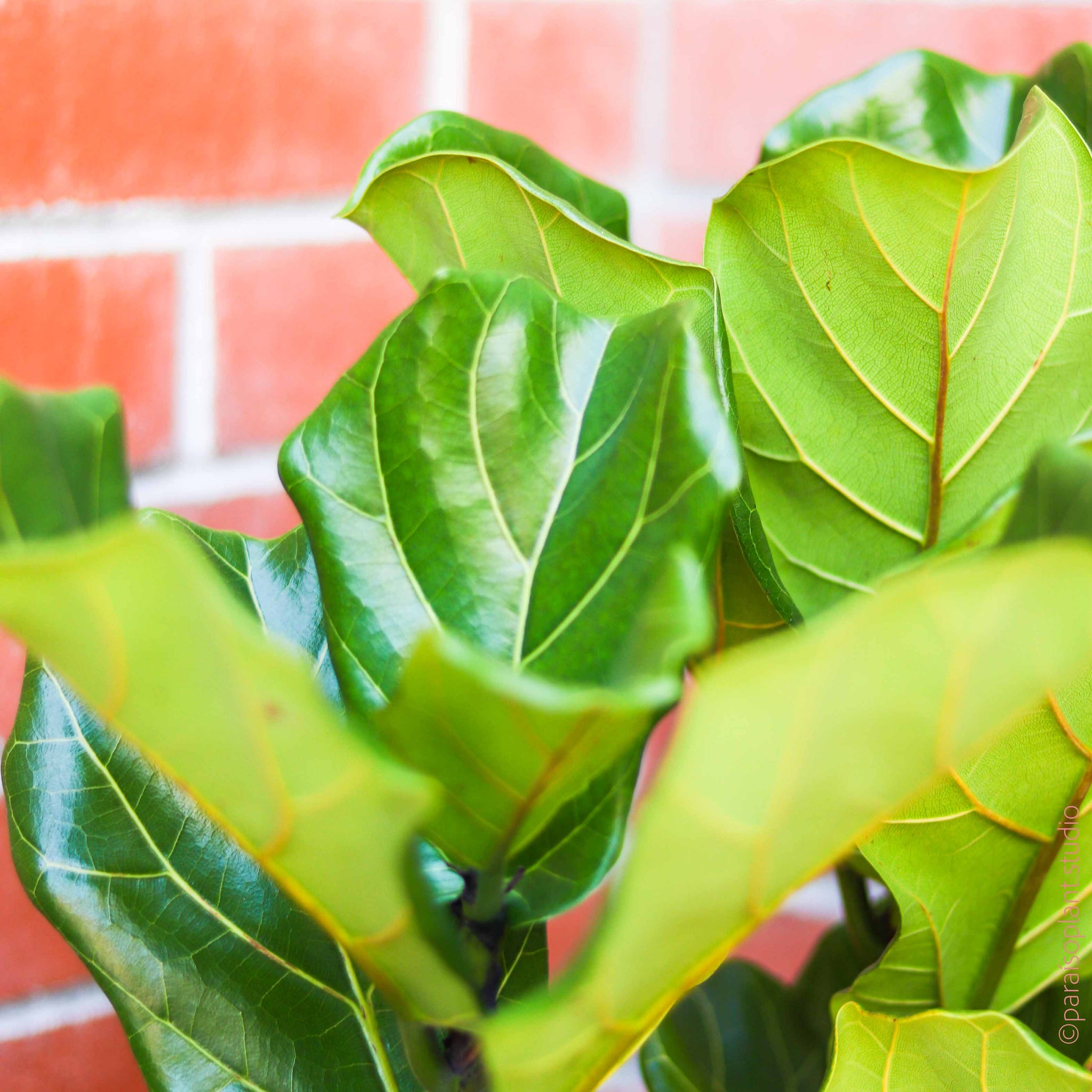 10in Ficus Lyrata 