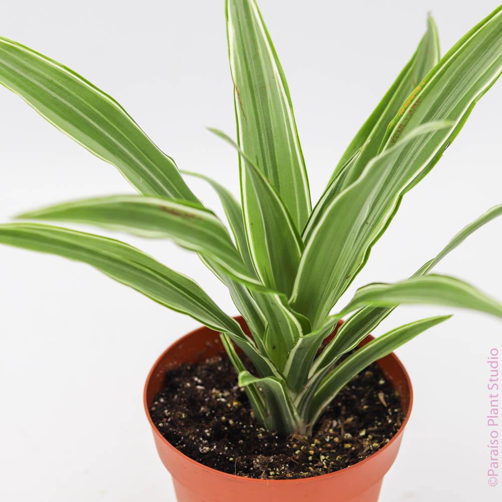 dracaena warneckii soil 4in-6in Dracaena Warneckii