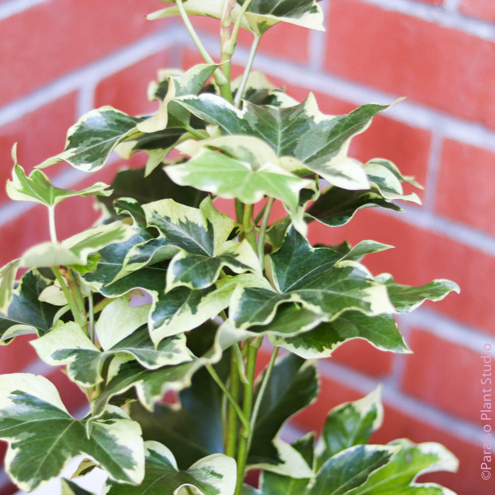 ivy tree indoor plant 6in Variegated Tree Ivy – Paraíso Plant Studio
