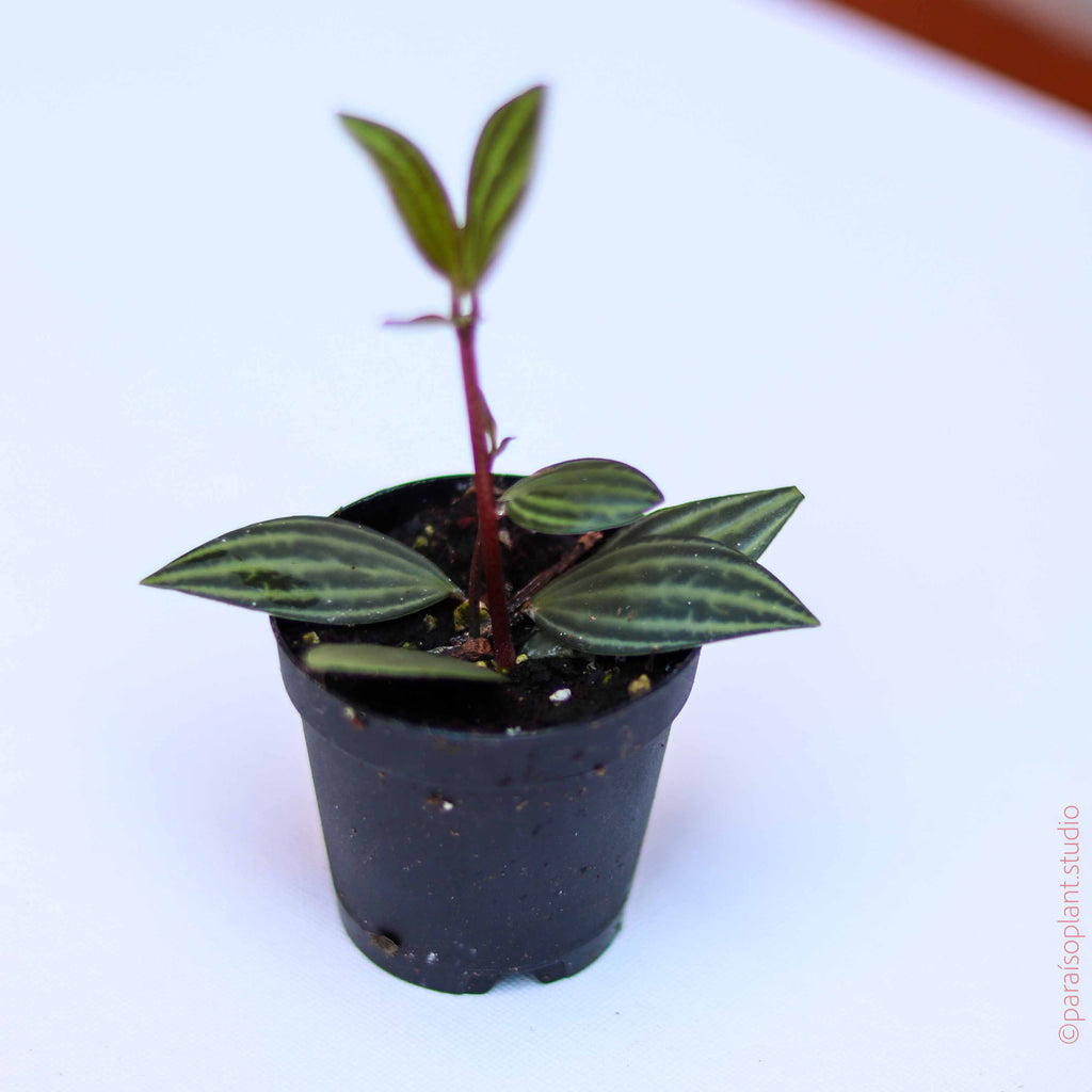 2in Peperomia Parallel
