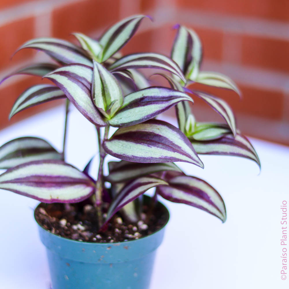 zebrina house plant 4in Tradescantia Zebrina