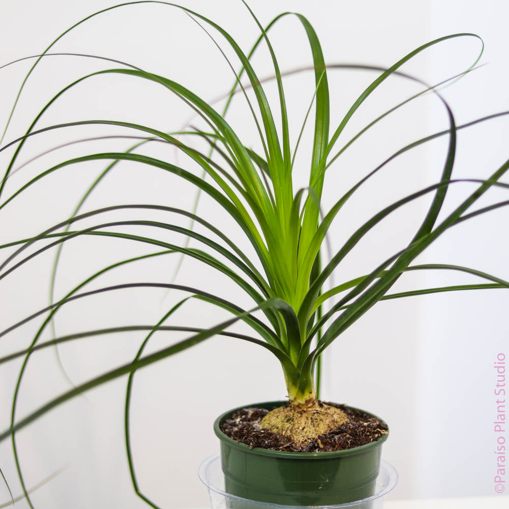 4in Ponytail Palm
