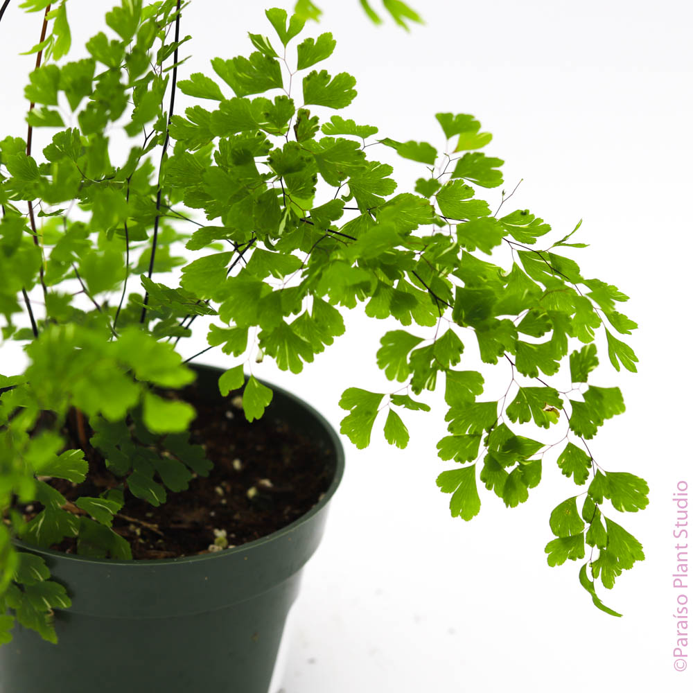 4in Variegated Maiden Hair Fern