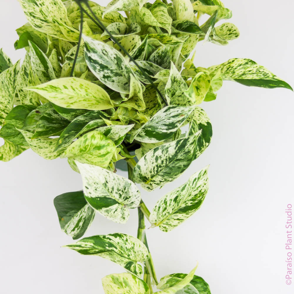 variegated snow queen pothos 6in Snow Queen Pothos – Paraíso Plant Studio