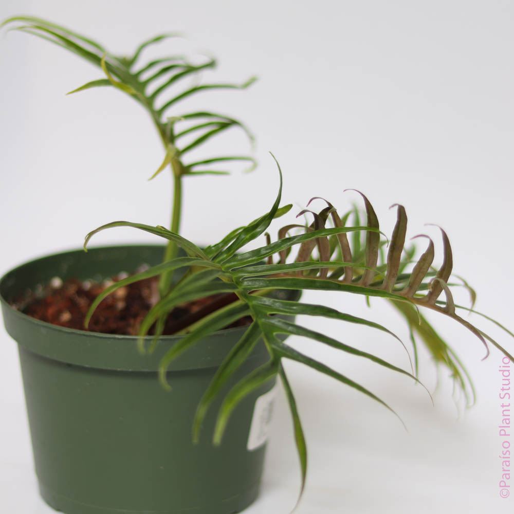 philodendron tortum for sale Philodendron tortum