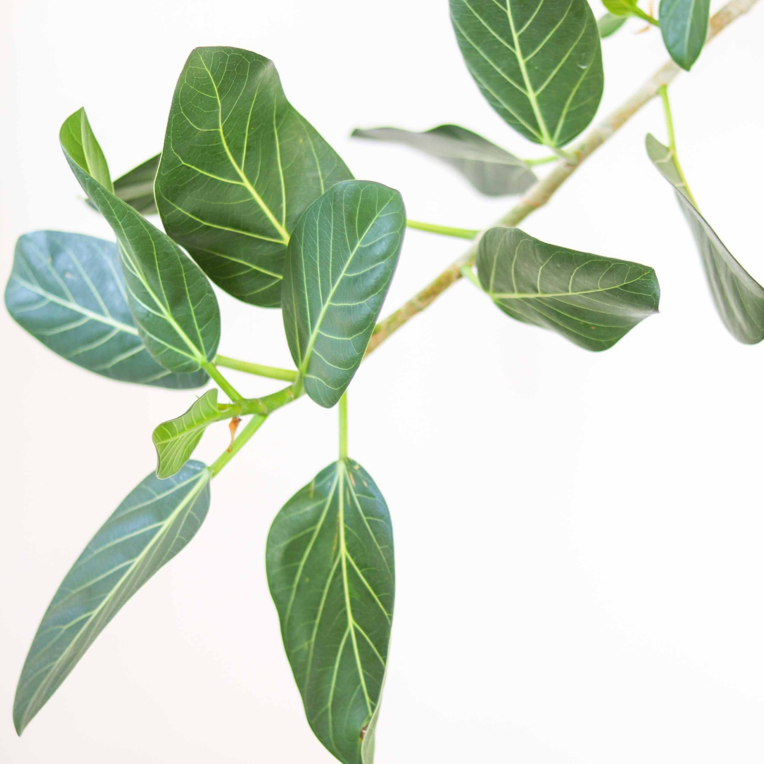 ficus audrey column 10in-14in Ficus Audrey Column