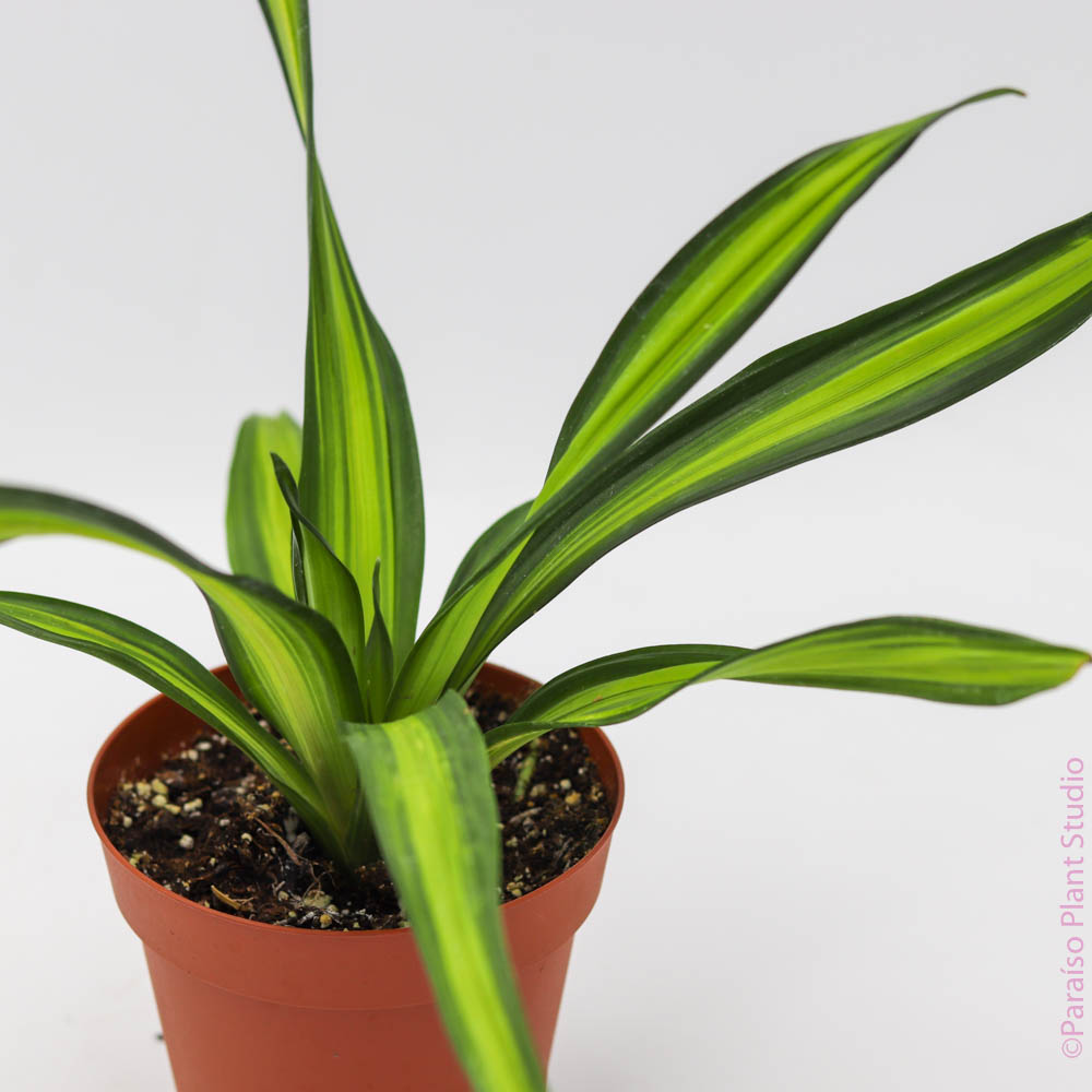 dracaena rikki tips 4in-6in Dracaena Rikki – Paraíso Plant Studio